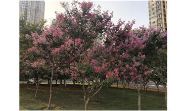 夏秋季節(jié)，錫城首次驚現(xiàn)紫薇花開美景